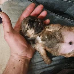 Shih Tzu Puppies from Peterson Shih Tzus