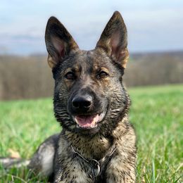 Bara - German Shepherd