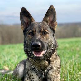 Bara - German Shepherd