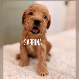 Sabrina - Red  female Goldendoodle puppy in Glendale, Arizona from Follow Your Bliss Doodles