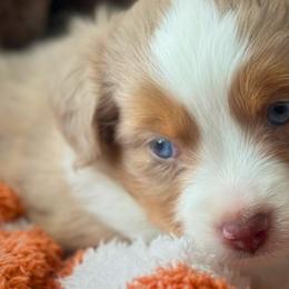 Miniature Australian Shepherds and Toy Australian Shepherds from Stone & Sage ATX Toy & Mini Aussies