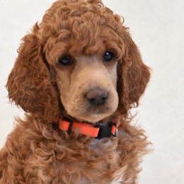 Bernedoodles, Goldendoodles, and Poodles from Scarlett Pups