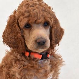 Bernedoodles, Goldendoodles, and Poodles from Scarlett Pups