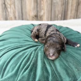 Taryn - Merle female Australian Labradoodle puppy in Wamego, Kansas from Doodles of Oz