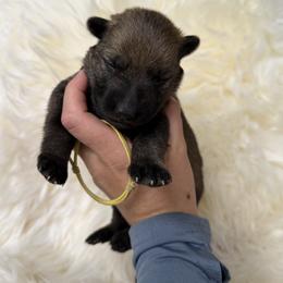 Yellow - Sable female German Shepherd puppy in Cody, Wyoming from Faoladh German Shepherds