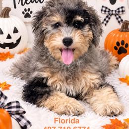Pebbles - Lite Pink Collar - Blue merle female Bernedoodle puppy in Port Charlotte, Florida from Islands Wheatens and Poodles