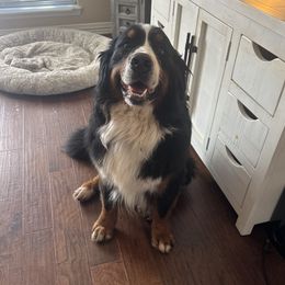 Maverick - Bernese Mountain Dog