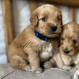 Lennon - Apricot male Goldendoodle puppy in Rienzi, Mississippi from Saddle Hill Farms