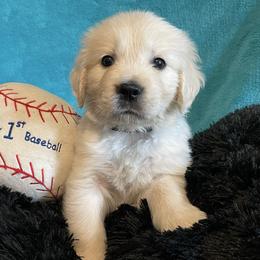 Peanut - Light golden male Golden Retriever puppy in Ennis, Texas from Amberidge Golden Retrievers