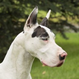 Great Danes from Notoriety Danes