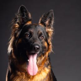German Shepherds from PAK Shepherds
