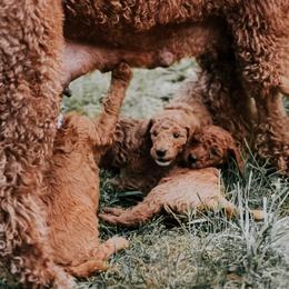 Poodle Puppies from Bridge City Poodles