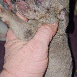 Brindle Merle - Merle female Great Dane puppy in Biscoe, North Carolina from Clouser's Bodacious Danes & Miniature Schnauzers