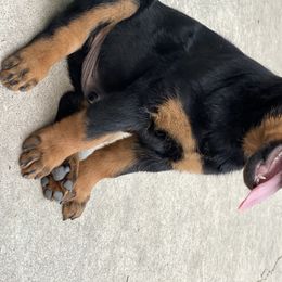Rottweiler Puppies from Happy Rottweilers
