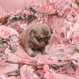 Chinchilla Girl (orange toe) - Cream female Pug puppy in Tulsa, Oklahoma from Locust Creek Pugs