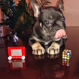 French Bulldog Puppies from littlepartnerpuppies.com