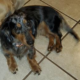 Gertie - Dachshund