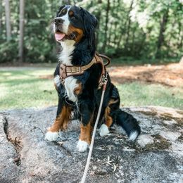 Bernedoodles and Bernese Mountain Dogs from Nova Valley Puppies