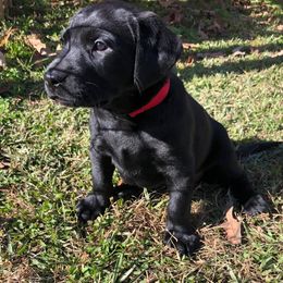 Labrador Retriever Puppies from Cherrywood Kennel