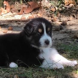 Boy 1 - Black tri-color male Australian Shepherd puppy in Leavenworth, Kansas from Silverbrook Australian Shepherds
