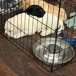Labrador Retriever and Pembroke Welsh Corgi Puppies from Burress Family Farm and Kennels