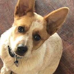 Australian Cattle Dogs from Rising Star Cattle Dogs