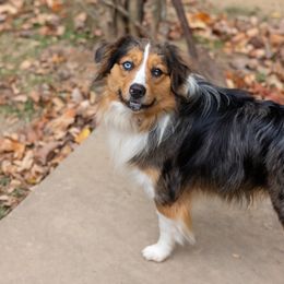 Levi Trotter - Blue merle Miniature Australian Shepherd puppy in Tennessee from Coolsprings Aussies