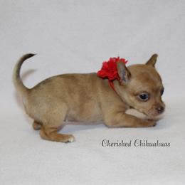 Ruby - Merle female Chihuahua puppy in Willamina, Oregon from Cherished Chihuahuas