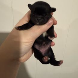 Girl 2 - Black female Pekingese puppy in Clinton, Tennessee from Gracelands Pekingese