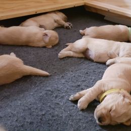 Golden Retriever Puppies from KM Golden Retrievers