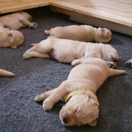 Golden Retriever Puppies from KM Golden Retrievers