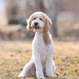 Holly - Goldendoodle