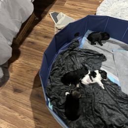 Miniature Schnauzer Puppies from DBee's Darlings