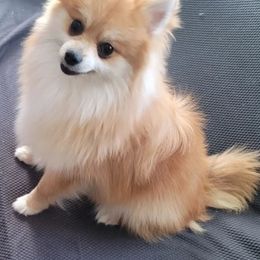 Pomeranian Puppies from KB Pom Pups