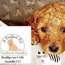 Brooklyn - Goldendoodle puppy from Perfect Fit Poodles & Doodles