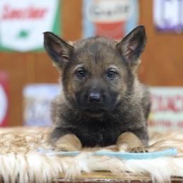 Light blue collar - Sable male German Shepherd puppy in Philippi, West Virginia from Vom Haus Highlands