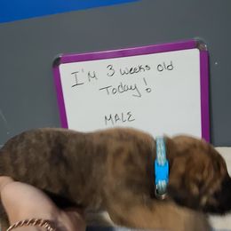Titain - Cane Corso puppy in Sturgeon Lake, Minnesota from Coffee Lake K9s