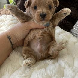 Blue collar ( sangria litter) - Apricot male Maltipoo puppy in Fredericktown, Missouri from Doodle Pups Fur-Ever