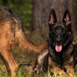 Scarlett of Kaizen Ruach - Belgian Malinois