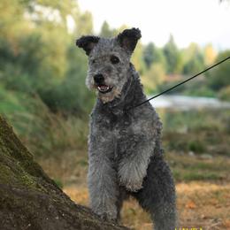 Gumby - Pumi