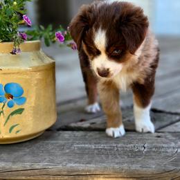 CEDAR - Red merle male Miniature Australian Shepherd puppy in Viking, Minnesota from Son Shine Farm
