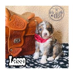 Lasso - Merle female Bernedoodle puppy in Belleville, Michigan from Moose Tracks Bernedoodles
