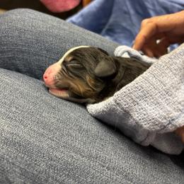 Male - Tri-color male Bernese Mountain Dog puppy in Tuscaloosa, Alabama from Black Warrior Ranch