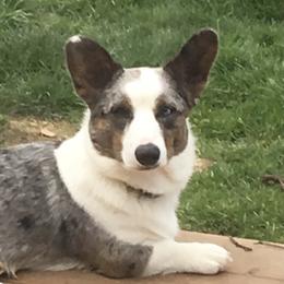 Ryder - Cardigan Welsh Corgi