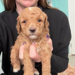 Rocky - Red  male Poodle puppy in Cedar City, Utah from Precious Paws Ranch