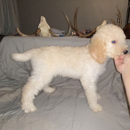 Poodle Puppies from Purple Heart Canines
