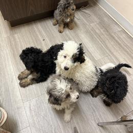 Bernedoodle Puppies from Katelyn Aubin