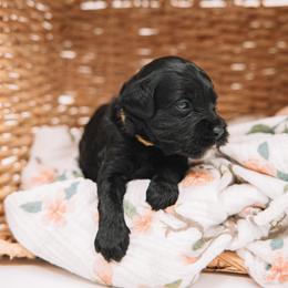 Yellow Girl - Black female Cavapoo puppy in Mckinney, Texas from Doodles of North Tx