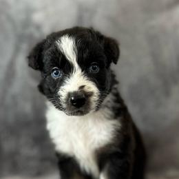 Maizy Mae Girl-6 - Black tri-color female Australian Shepherd puppy in Mena, Arkansas from Fat-Bottom Farms