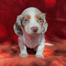 Dennis - Piebald male Dachshund puppy in Trinity, Texas from Signature Sloan - Long Hair Dachshunds